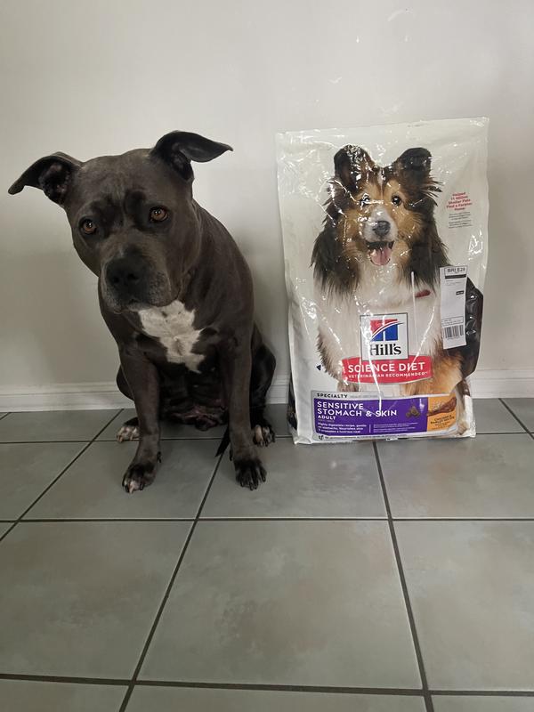 Dog food