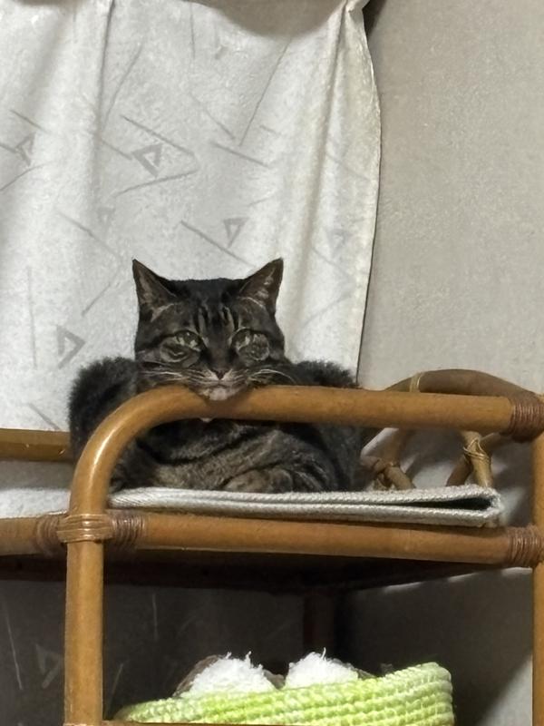 VET ESSENTIALS 高齢猫チキン3袋 猫用 マルチケア＋シニア健康サポート