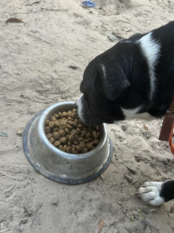 My buddy enjoying his new food