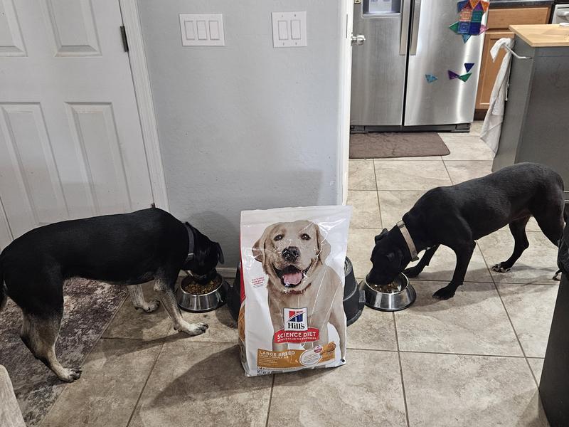 Both my pups, happily eating