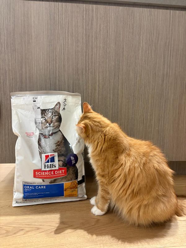 Food and cat