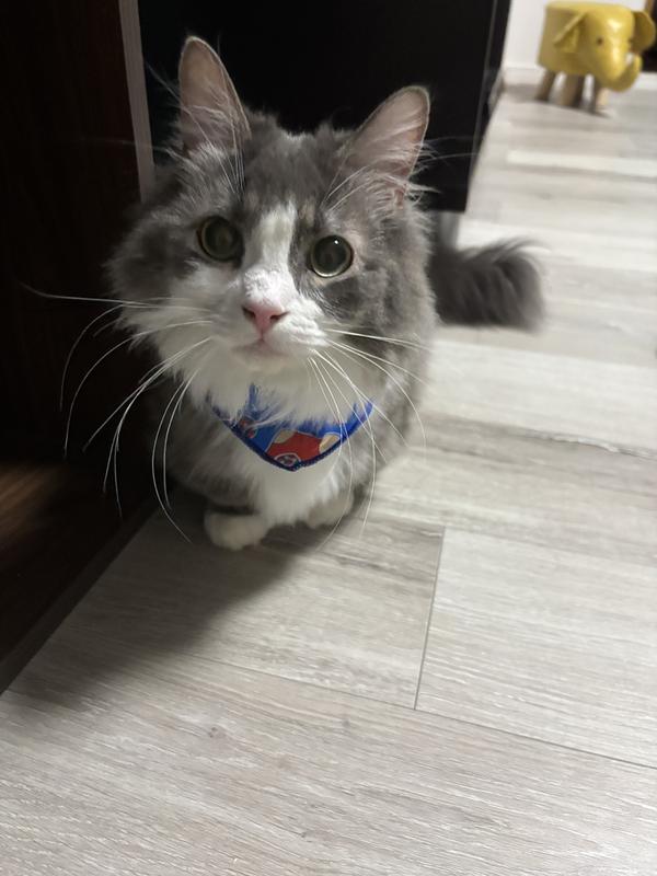 猫用〉c/d シーディー マルチケア コンフォート フィッシュ入り ドライ