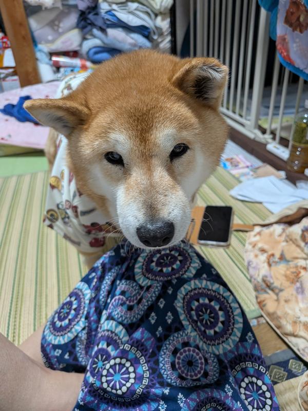 小型犬用 マルチケア＋消化サポート（避妊・去勢後にも） 超小粒 成犬