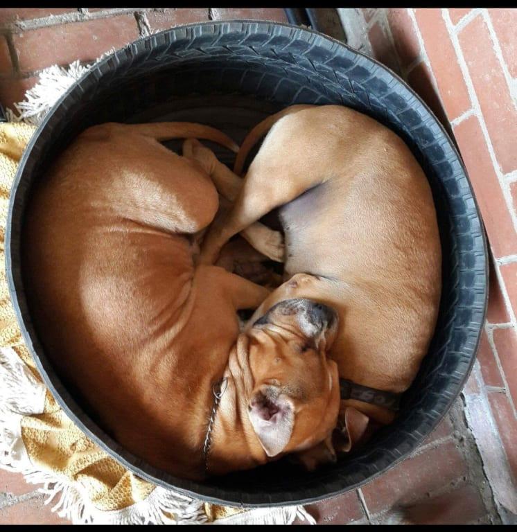The epitome of brotherly and sisterly love.