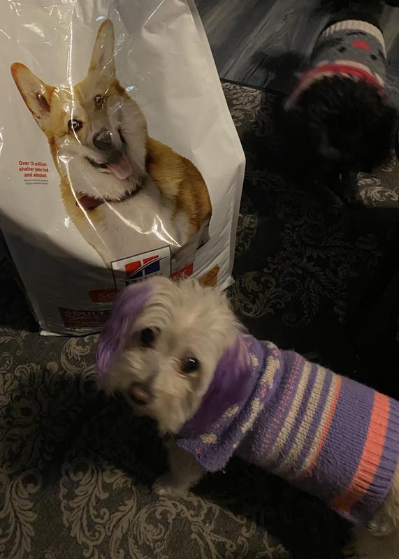 My 3 dogs are loving this dogfood