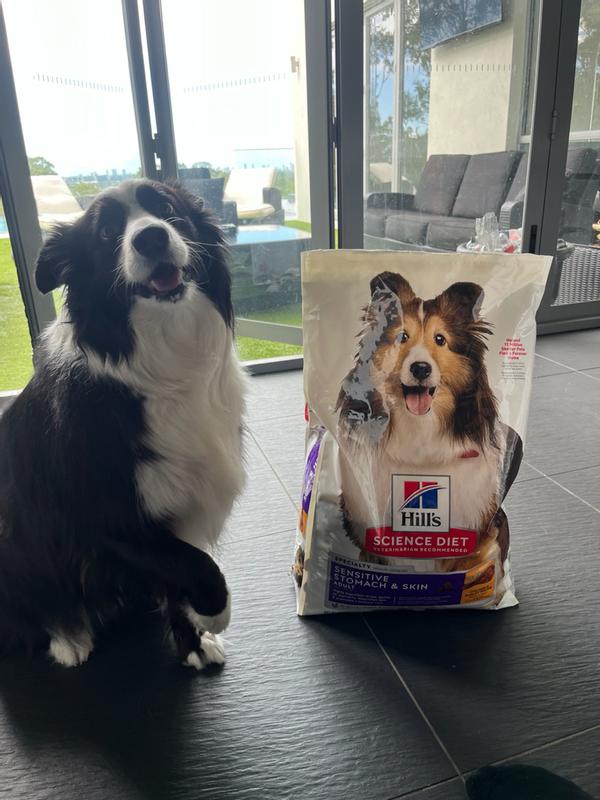 My dog next to the food