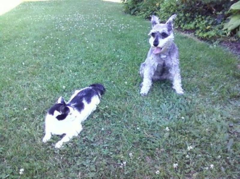 Belle (the dog) and Minnie (the cat)