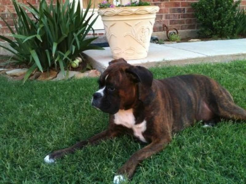 relaxing in the yard