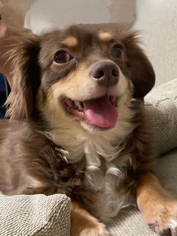 減量サポート 小型犬用 1歳以上の成犬・高齢犬用 /避妊・去勢後にも