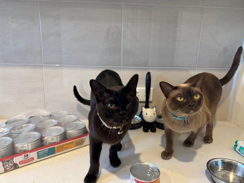 Burmese boys about to enjoy yummy Hills food