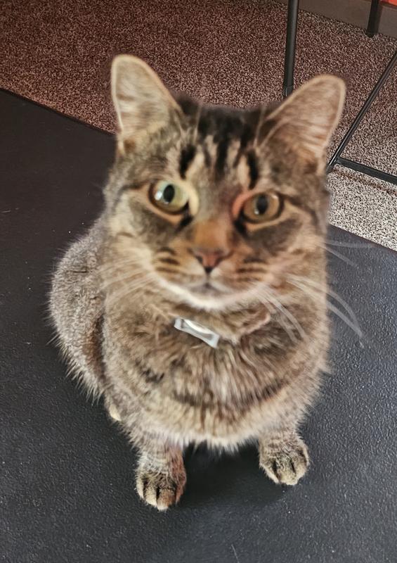 My leaner tiger cat