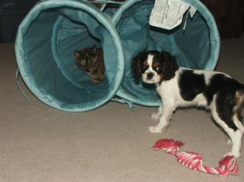 Mew 7 years & Cassie 4 months