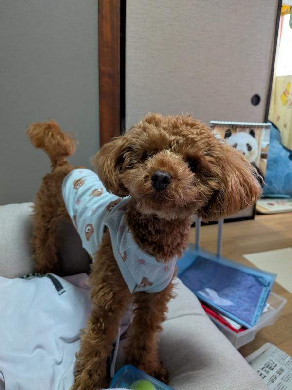 小型犬用 マルチケア＋消化サポート（避妊・去勢後にも） 超小粒 成犬