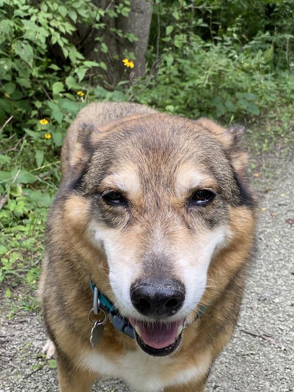 Puppy Large Breed Chicken & Brown Rice Recipe | Hill's Science Diet