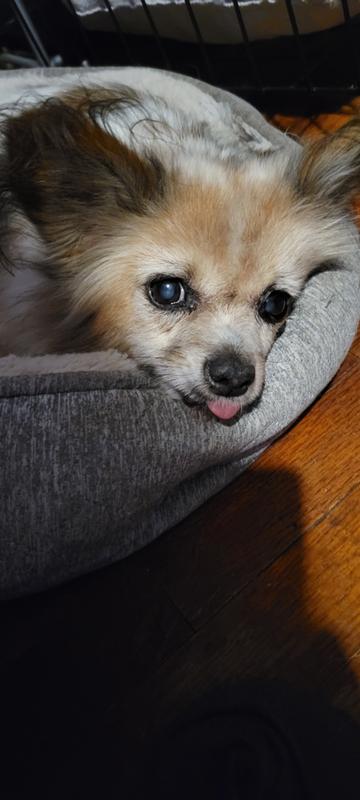 Dog laying in bed
