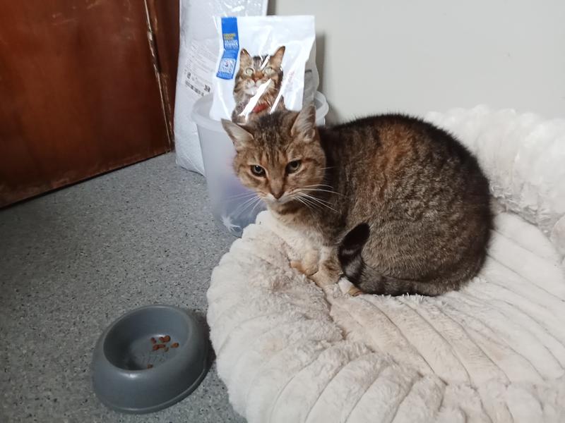 Healthy 12yr old