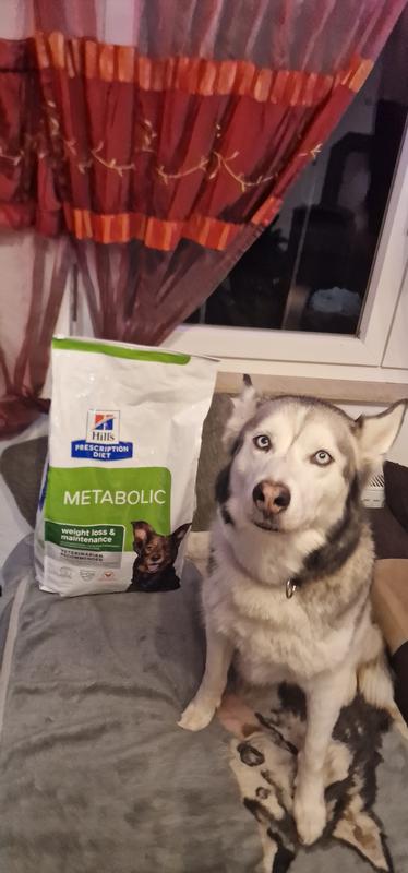 Hills metabolic clearance hund