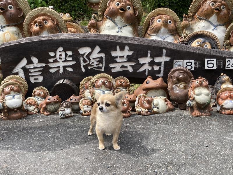 小型犬用 マルチケア＋消化サポート（避妊・去勢後にも） 超小粒 成犬