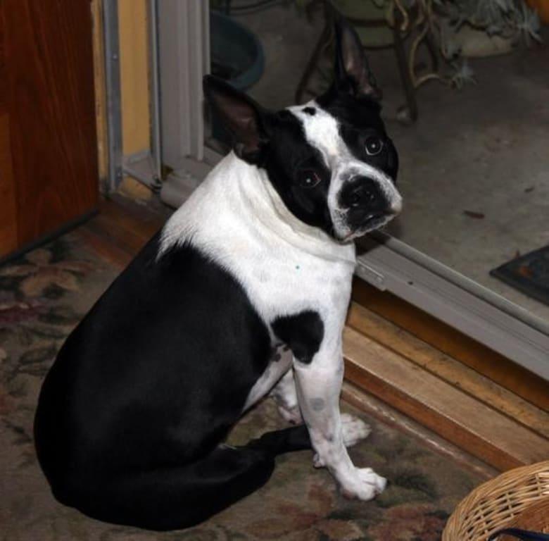 Spanky McFarland - 5yr old Boston Terrier