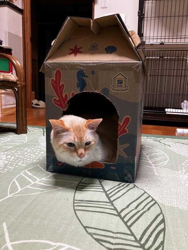 猫用〉c/dマルチケア コンフォート+メタボリックス ドライ | ヒルズ