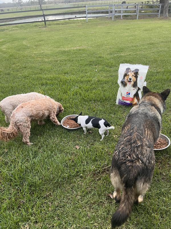 Enjoyed by all breeds!