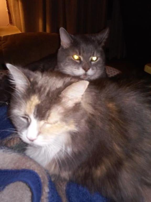 Ginger( front) had the problem , her son Rocky ( rear )
