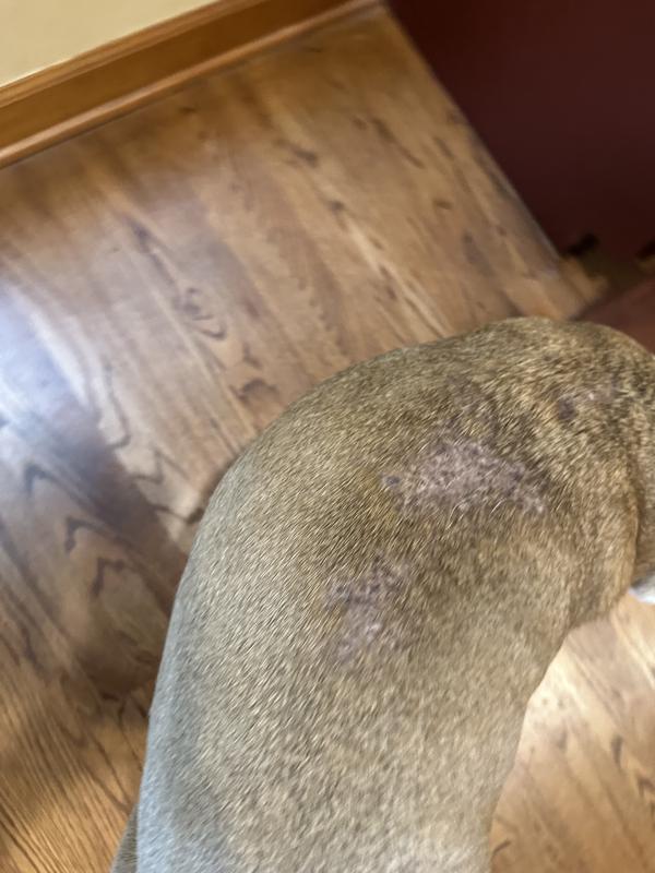 Kovu's alopecia improvement