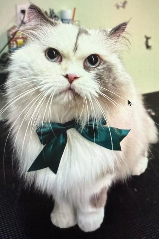 Healthy looking fur!