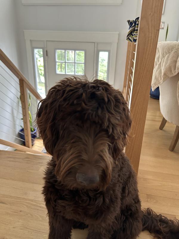 Well fed happy dog
