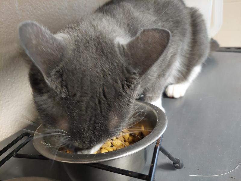 Hungry cat!