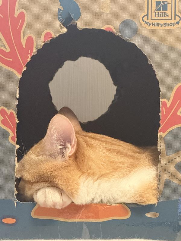 猫用〉c/d シーディー マルチケア コンフォート フィッシュ入り ドライ
