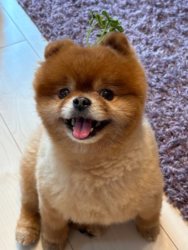 小型犬用 シニアライト 7歳以上 肥満傾向の高齢犬用 チキン | ヒルズ