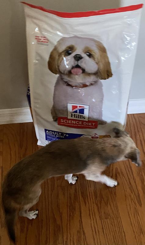 Checking out the new food