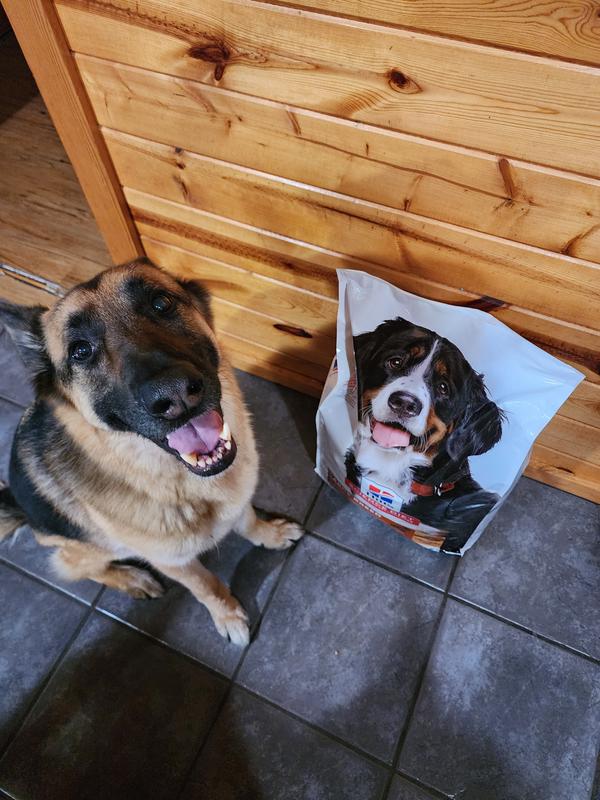 Happy dog with his new food