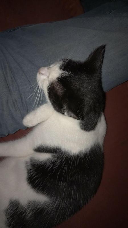 One satisfied kitty