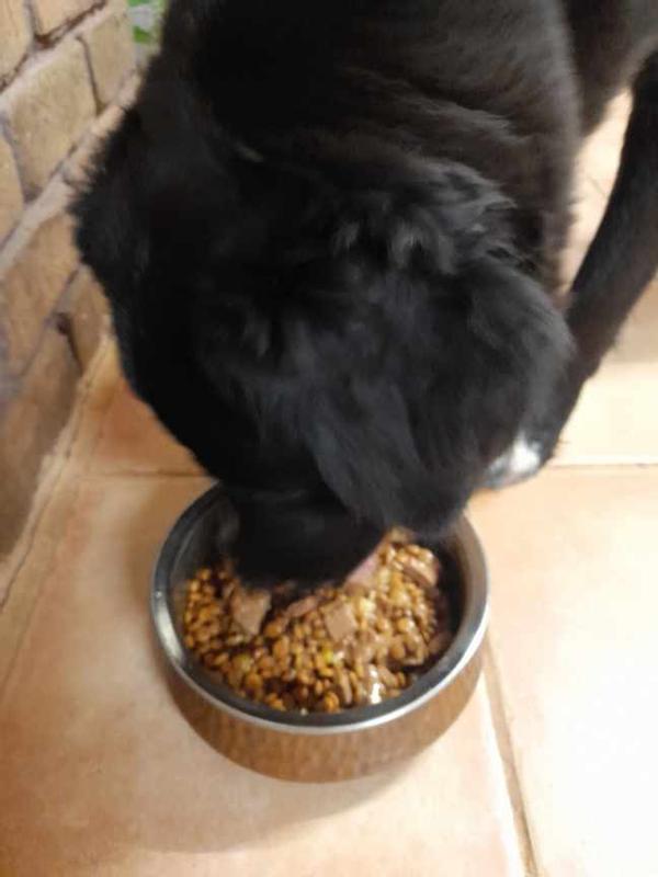 Lunar eating Hills Science Dog food