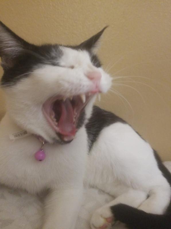 Kitty roar
