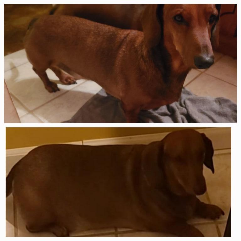 Science hotsell diet dachshund