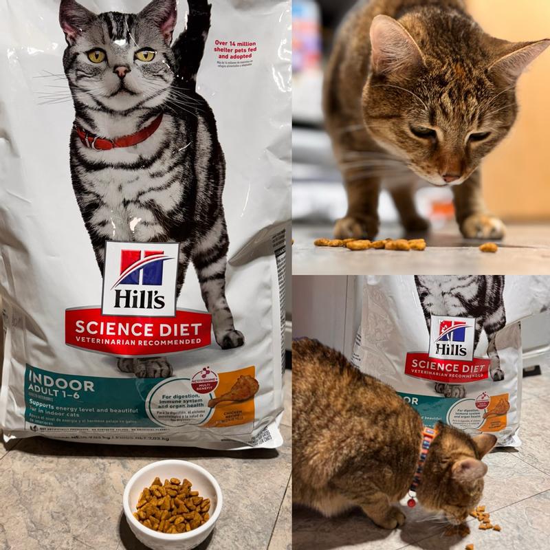 Mishu is a big fan of Science Diet food!