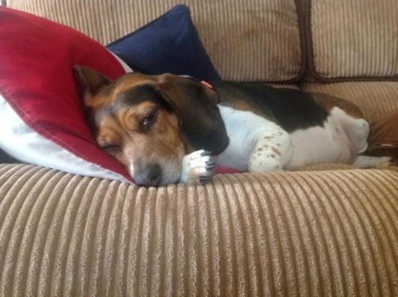 Mia, after eating her Fruity Snack. Blissfully happy