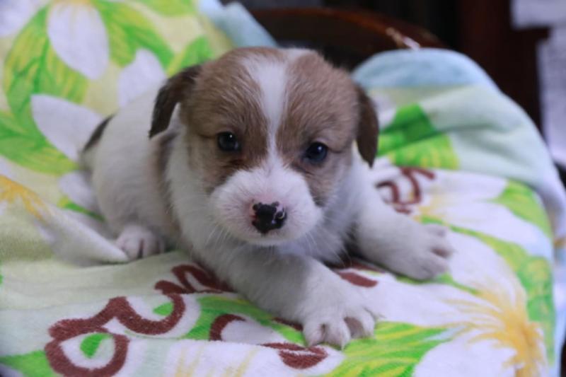 犬用〉メタボリックス ビスケット | ヒルズ プリスクリプション