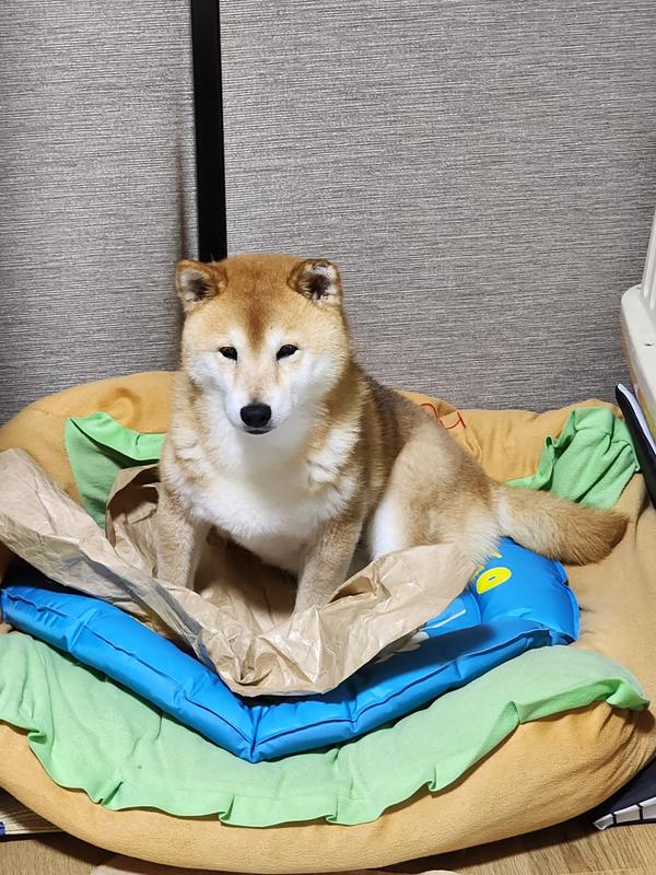 小型犬用 マルチケア＋消化サポート（避妊・去勢後にも） 超小粒 成犬