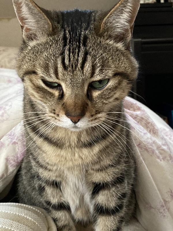 猫用〉腸内バイオーム コンフォート ドライ | ヒルズ プリスク