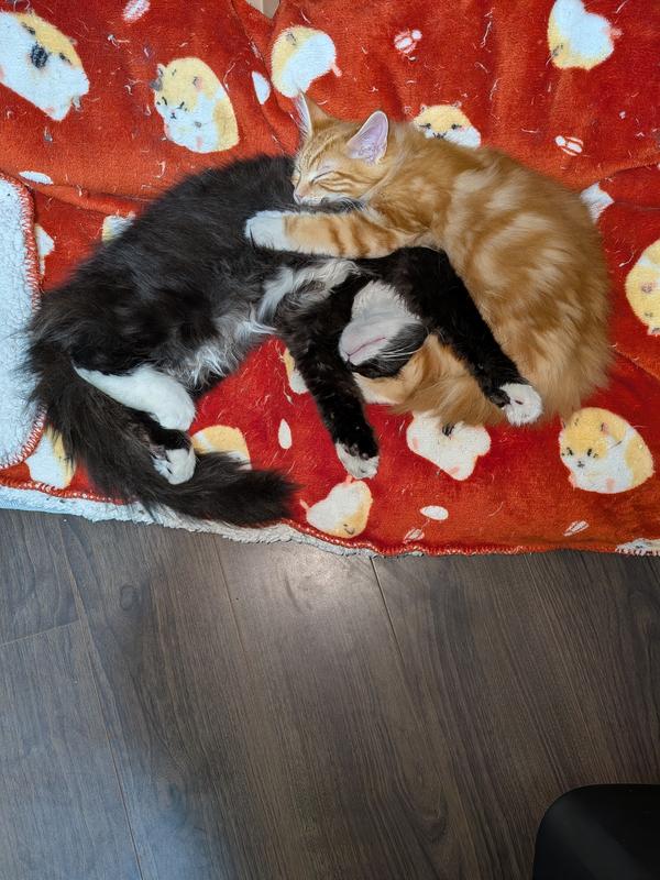 猫用 マルチケア＋シニア健康サポート 高齢猫 7歳以上 チキン | ヒルズ