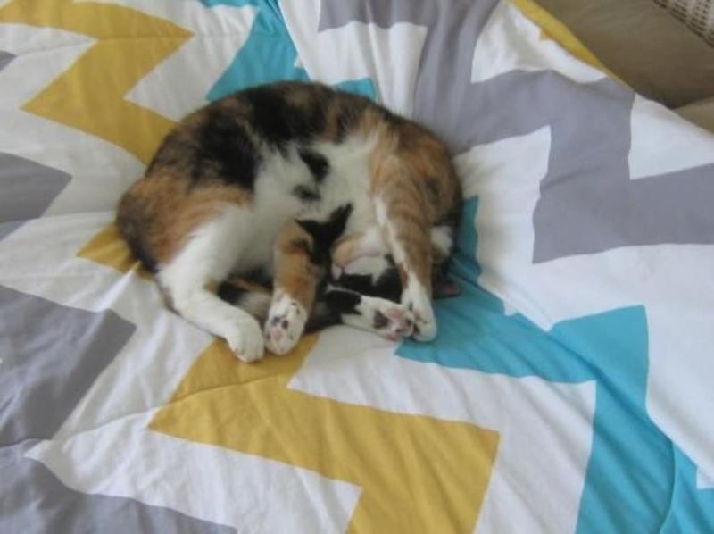 relaxed after a good science diet meal