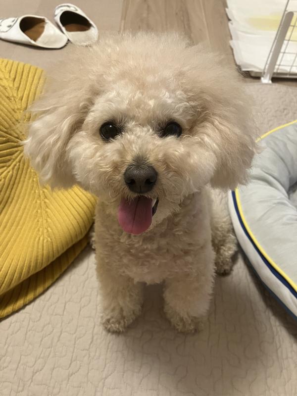 犬用〉メタボリックス 小粒 ドライ | ヒルズ プリスクリプション