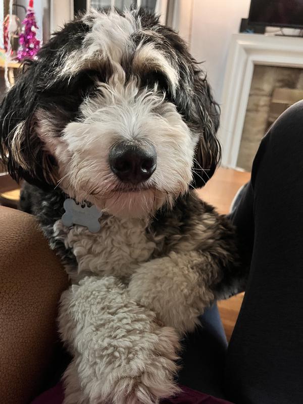 Happy pup