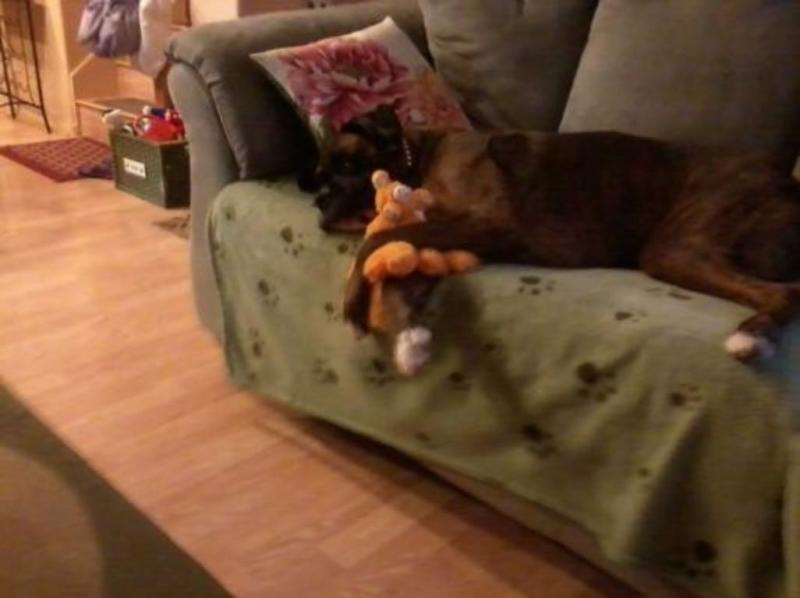 Cassius Relaxing after eating treats