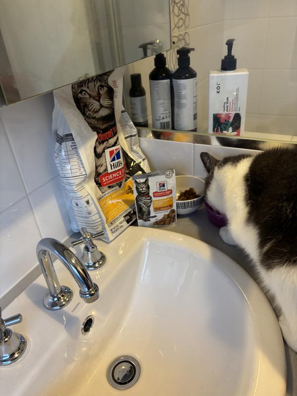 Charlie eating Hills Science diet