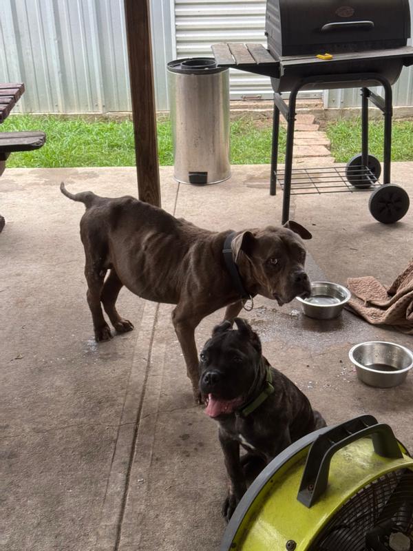 Our 13 year old boy Lee and his newest friend .